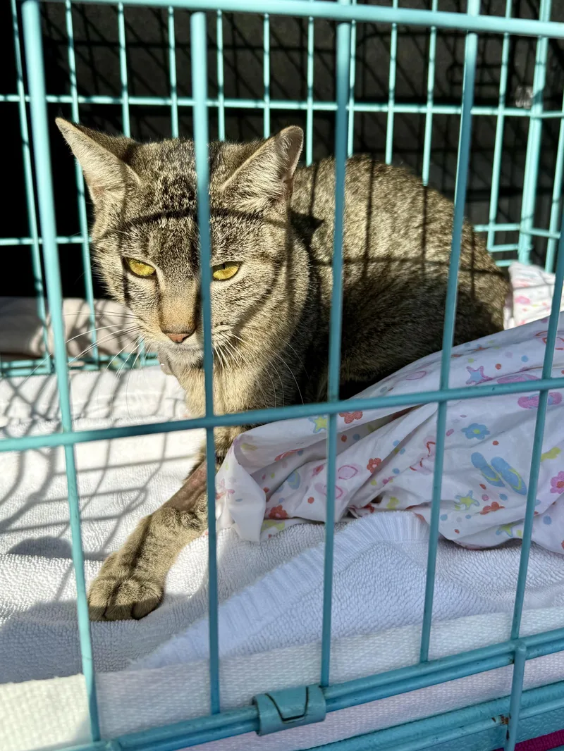 Tabi Tripod Tabby Girl thumbnail 4