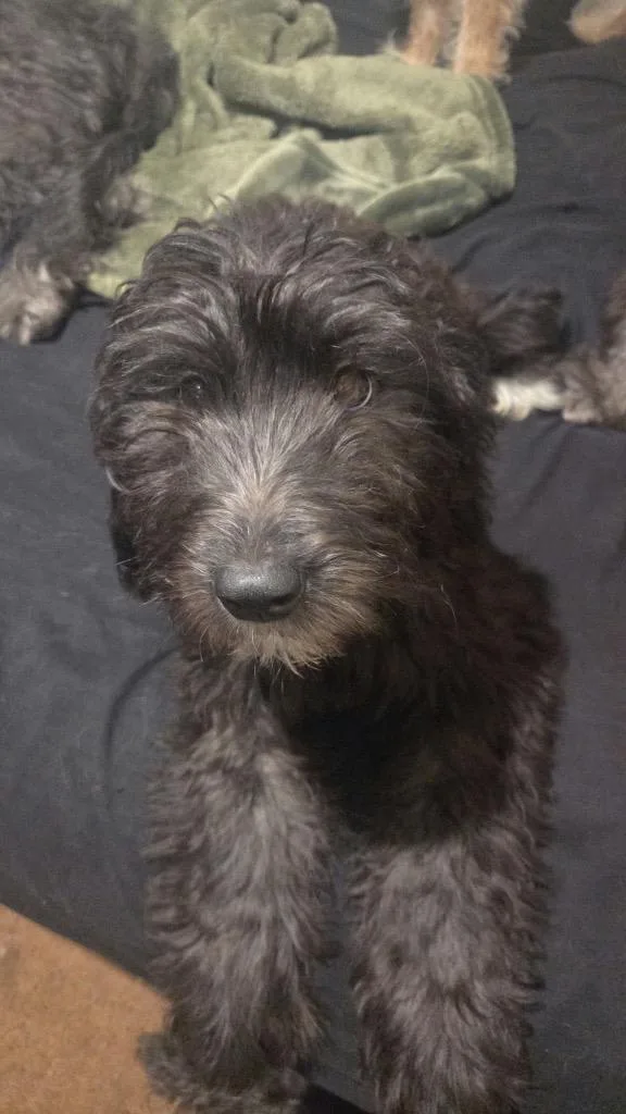 A baby large-sized female Bouvier des Flandres dog named Vi for adoption in Urbandale, IA