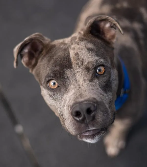 A young large-sized male Catahoula Leopard Dog dog named Fezco for adoption in Stratham, NH