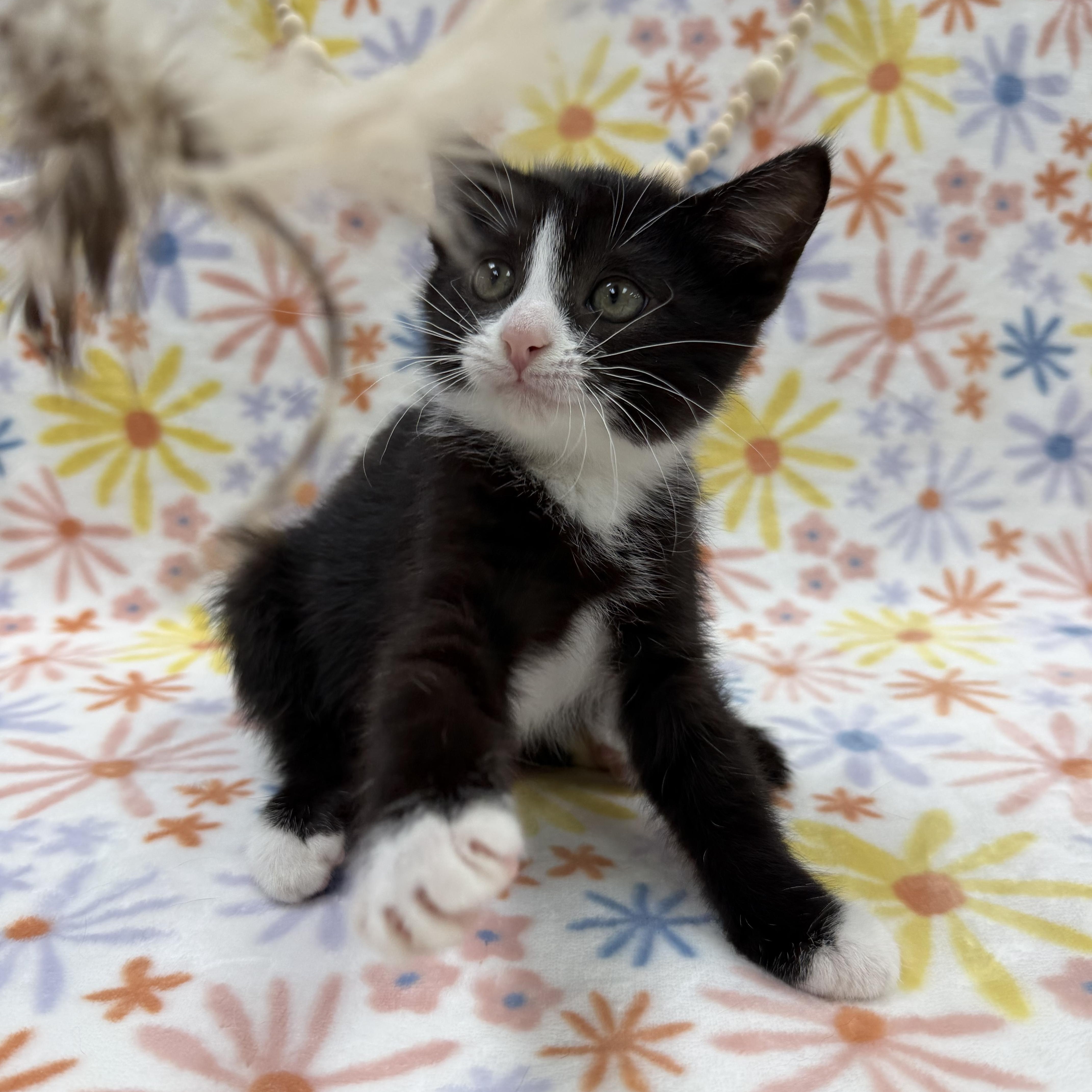 A baby medium-sized female Black & White / Tuxedo Domestic Short Hair cat named Sassafras for adoption in Columbus, OH