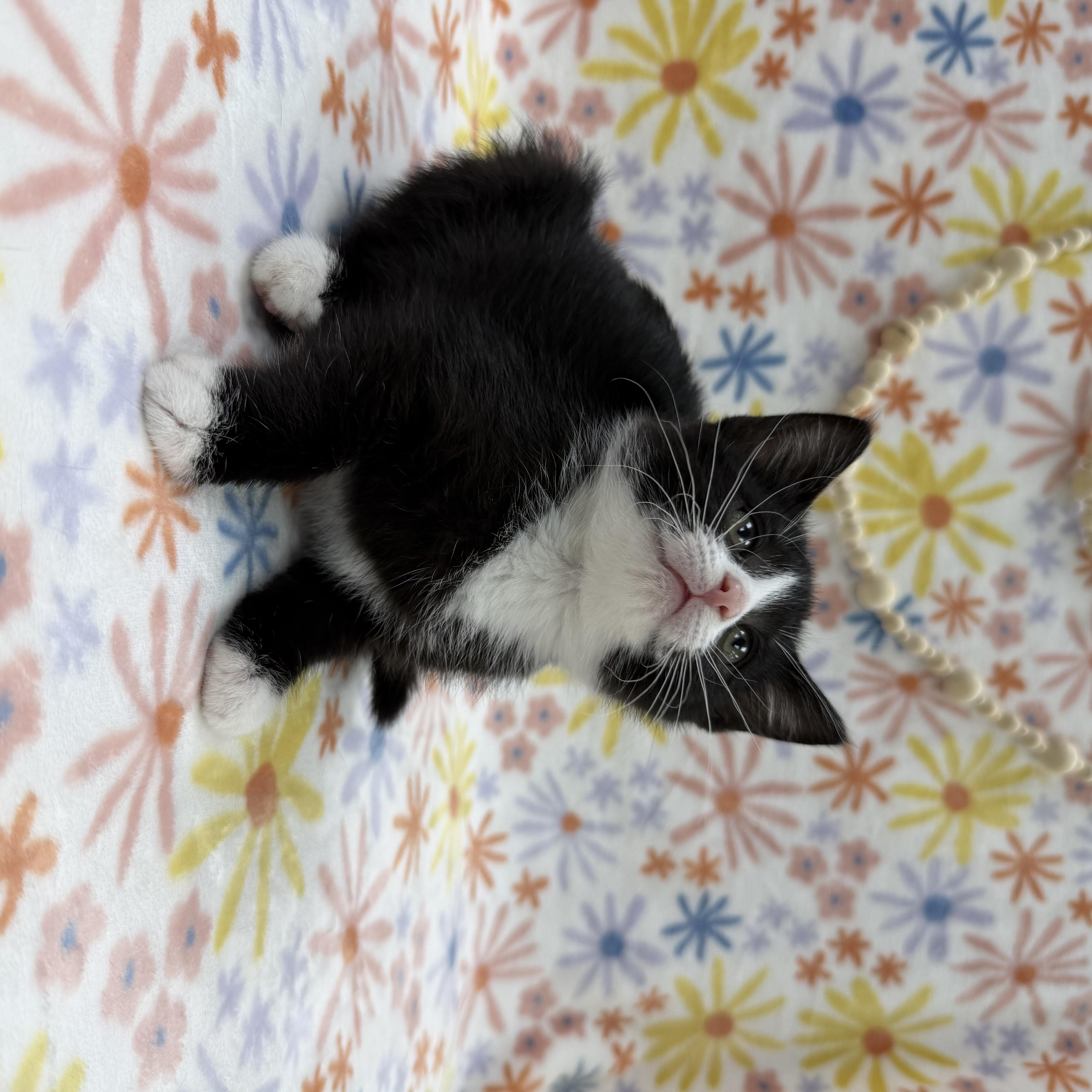 Sassafras thumbnail 3