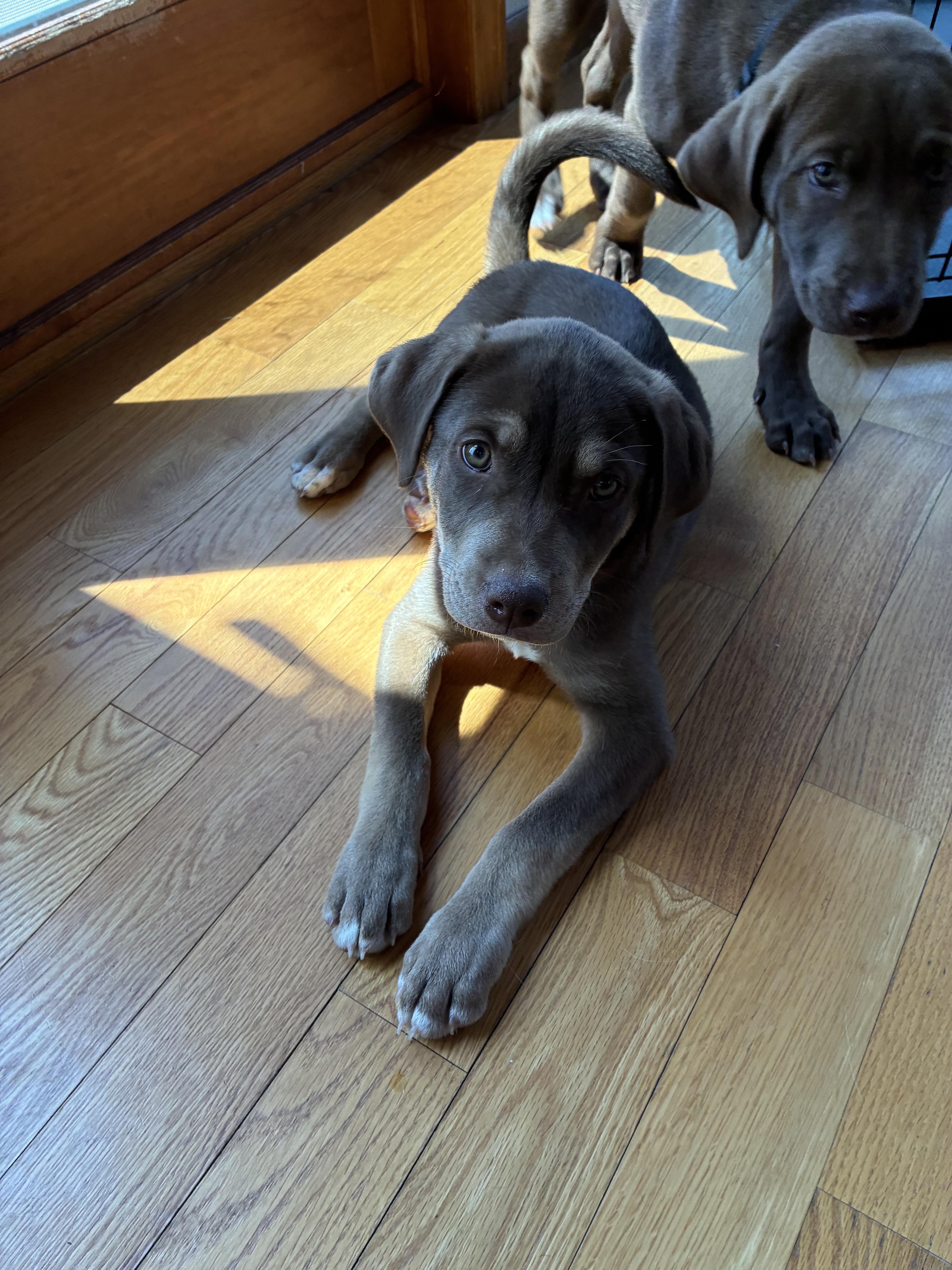 A baby medium-sized male Labrador Retriever dog named Ollie  In Vermont for adoption in Waitsfield, VT