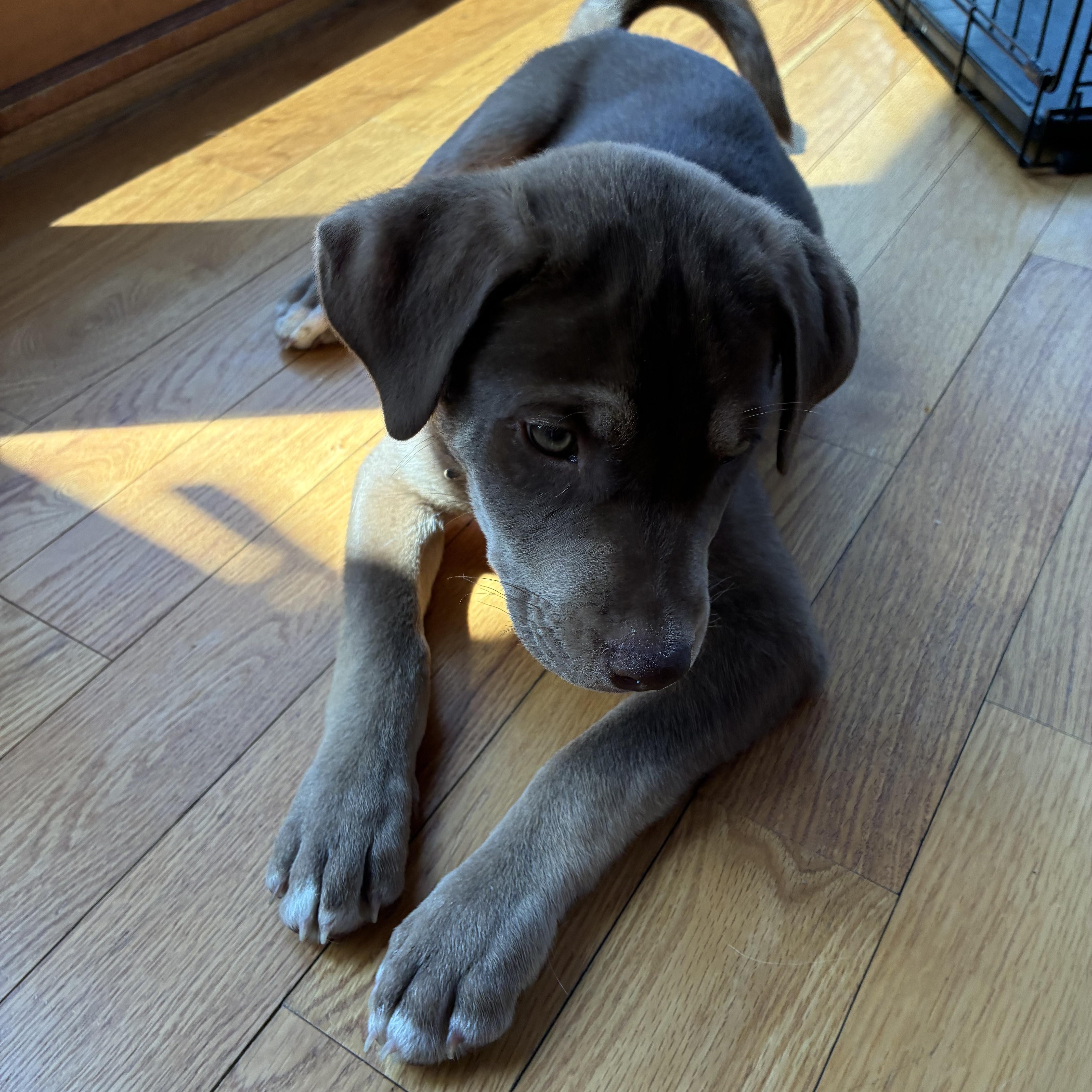 Ollie  In Vermont thumbnail 3