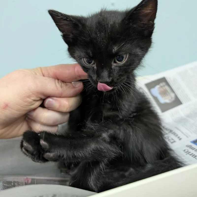 A baby small-sized male Black Domestic Short Hair cat named Corn Dog for adoption in Columbia, MO
