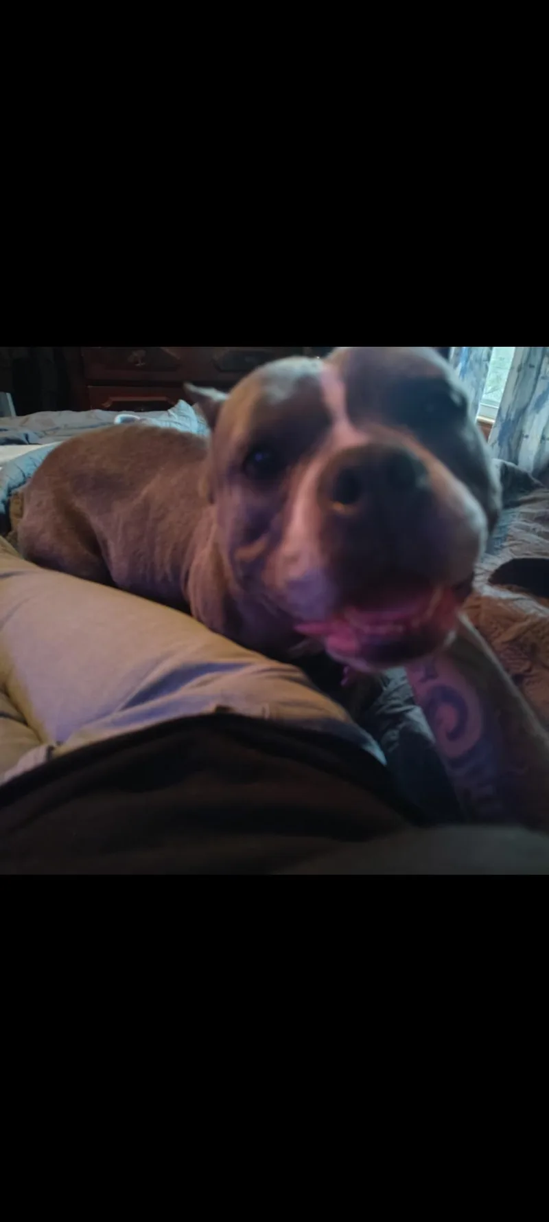 An adult medium-sized female Gray / Blue / Silver American Bully dog named Athena for adoption in Lima, OH