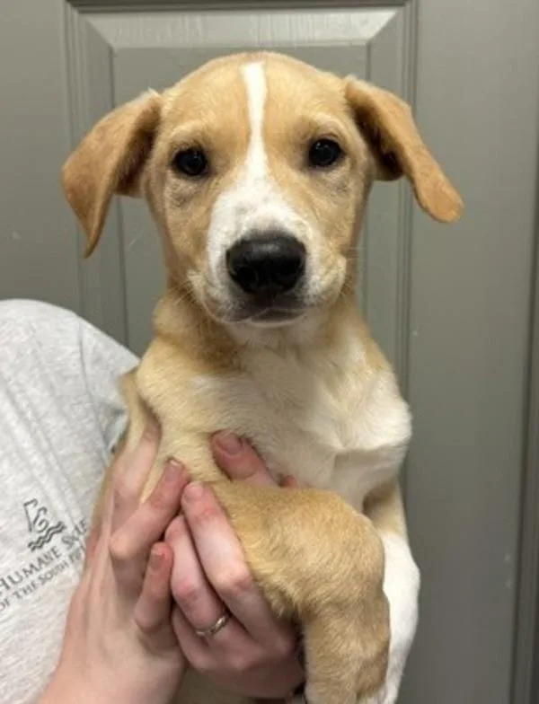 A baby medium-sized male Labrador Retriever dog named Boomer for adoption in Littleton, CO