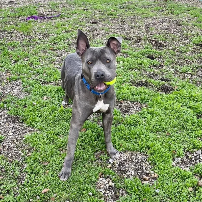 A senior large-sized female American Staffordshire Terrier dog named Lola for adoption in Lompoc, CA