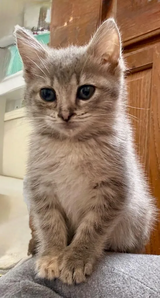 A baby small-sized female Domestic Short Hair cat named Holly for adoption in Leonardtown, MD