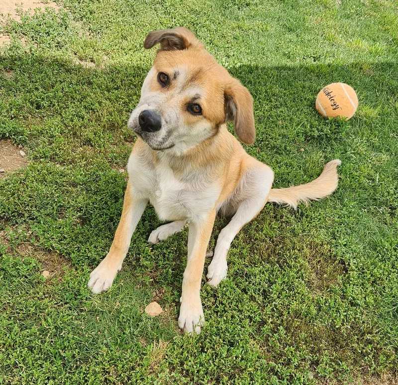 An adult medium-sized female Golden Shepherd dog named Winnie for adoption in Siloam Springs, AR
