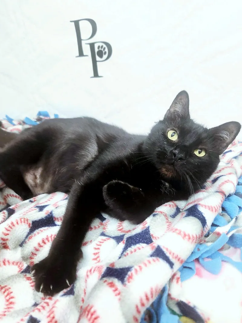 An adult large-sized male Black Domestic Short Hair cat named Vampurr for adoption in Social Circle, GA