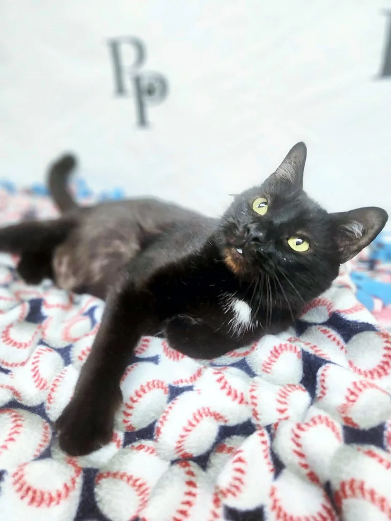 Vampurr thumbnail 3