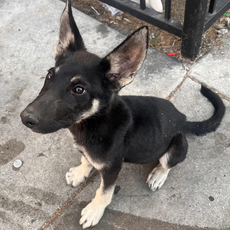 A baby small-sized male Black Shepherd dog named Whopper Jr. for adoption in Long Beach, CA