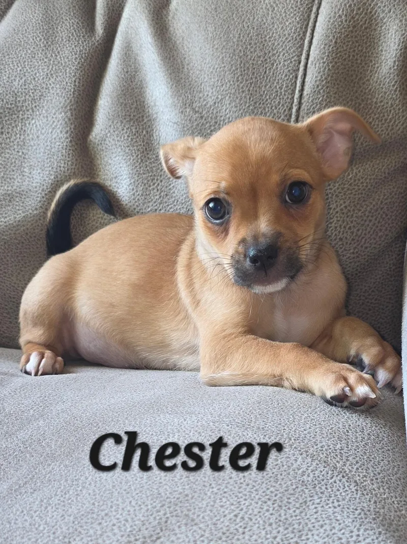 Chester and Oakley thumbnail 2