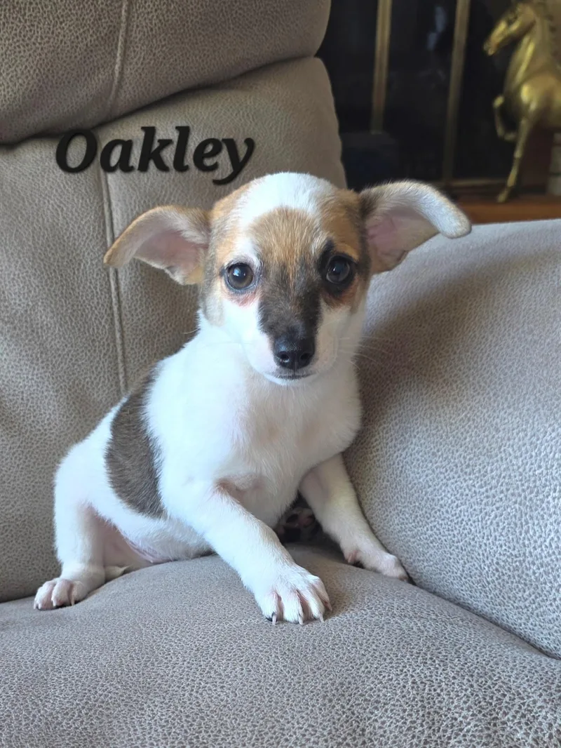 Chester and Oakley thumbnail 3