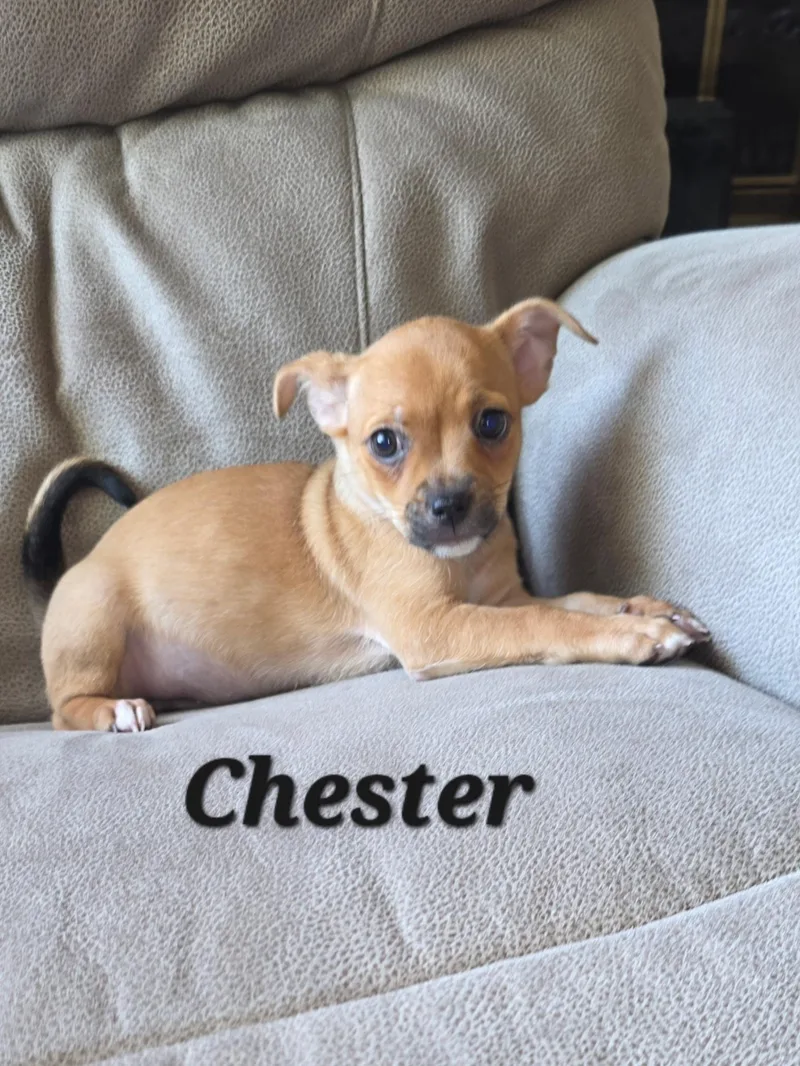 Chester and Oakley thumbnail 4