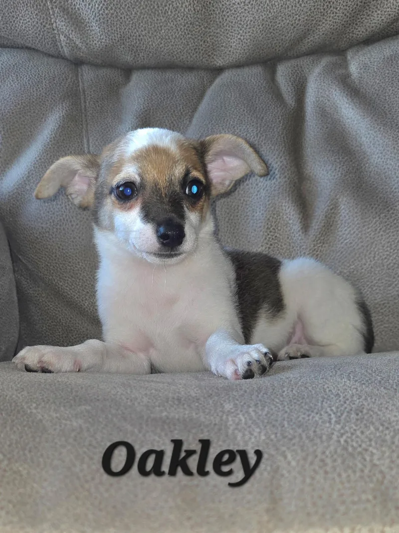 Chester and Oakley thumbnail 5