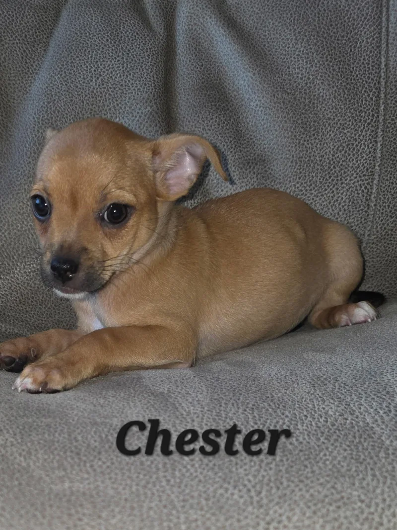 Chester and Oakley thumbnail 6