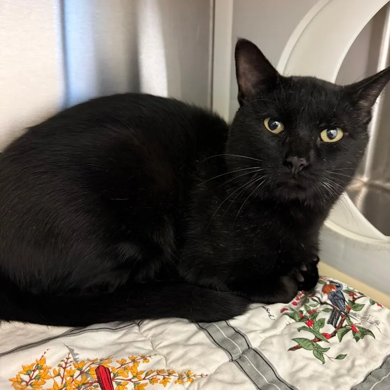 An adult large-sized male Domestic Short Hair cat named Sacco for adoption in Norman, OK