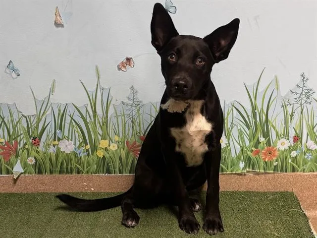 A young small-sized male Husky dog named Kobe for adoption in Castaic, CA