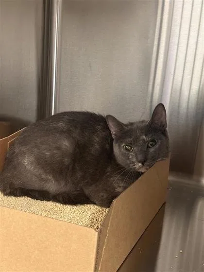 An adult small-sized male Domestic Short Hair cat named Rogue for adoption in West Chester, PA