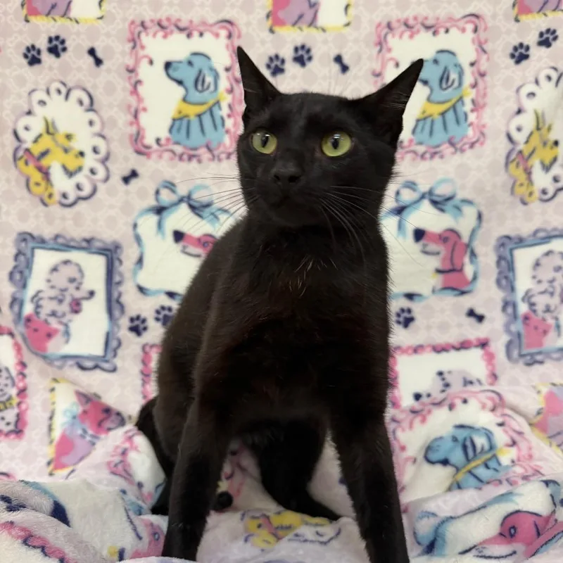A young medium-sized male Black Domestic Short Hair cat named Russ for adoption in Deerfield, IL