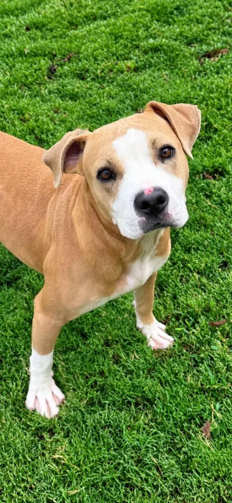 A young medium-sized male Pit Bull Terrier dog named Malcom for adoption in East Ridge, TN