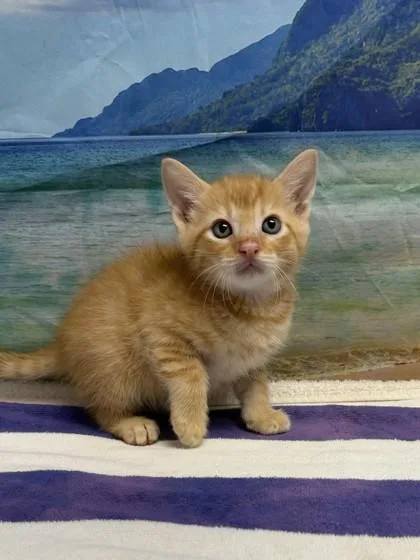 A young small-sized male Domestic Short Hair cat named Rex for adoption in San Antonio, TX