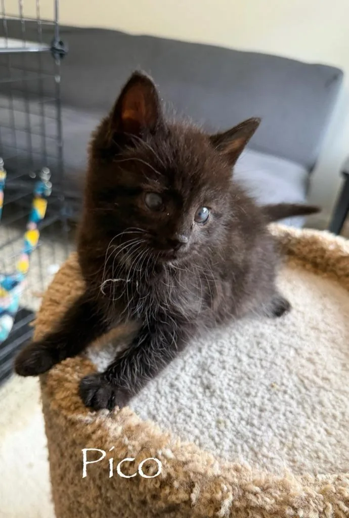 A baby medium-sized female Domestic Short Hair cat named Pico for adoption in Hamilton, OH