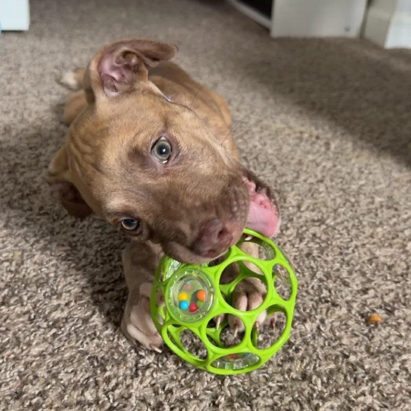 A baby small-sized male Red / Chestnut / Orange Pit Bull Terrier dog named Winston for adoption in Belleville, IL