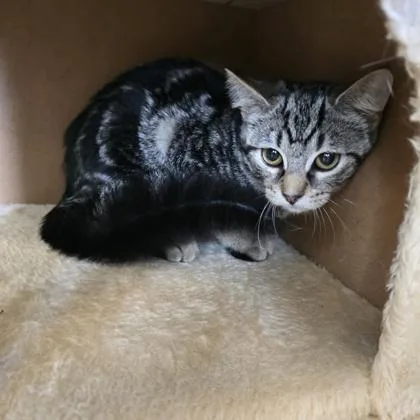 A baby small-sized female Domestic Short Hair cat named Pinto Bean for adoption in Janesville, WI