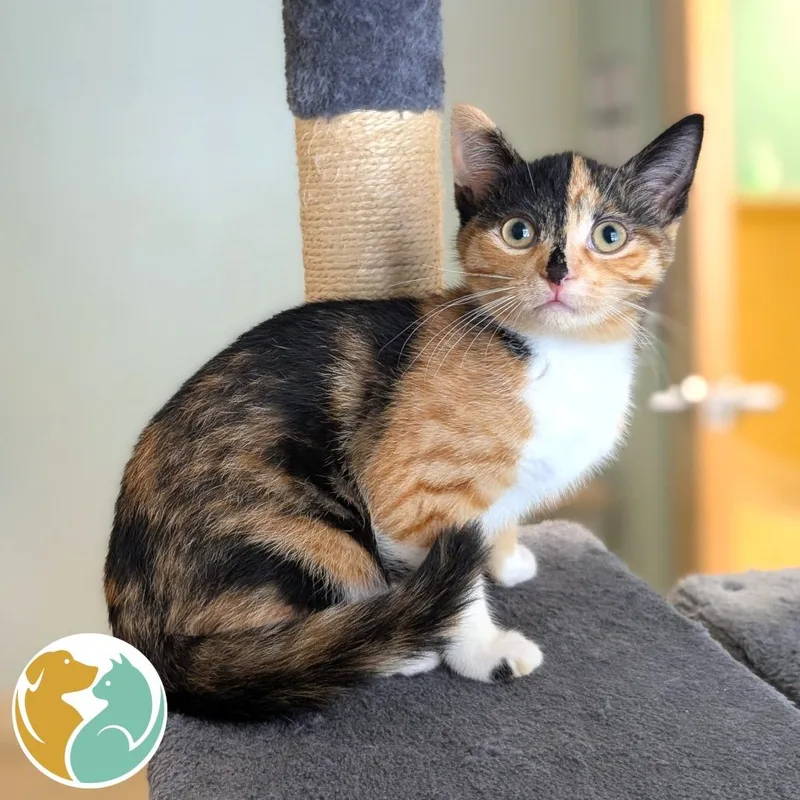 A baby small-sized female Calico Domestic Short Hair cat named Emerald Jade Green Ball for adoption in Toledo, OH