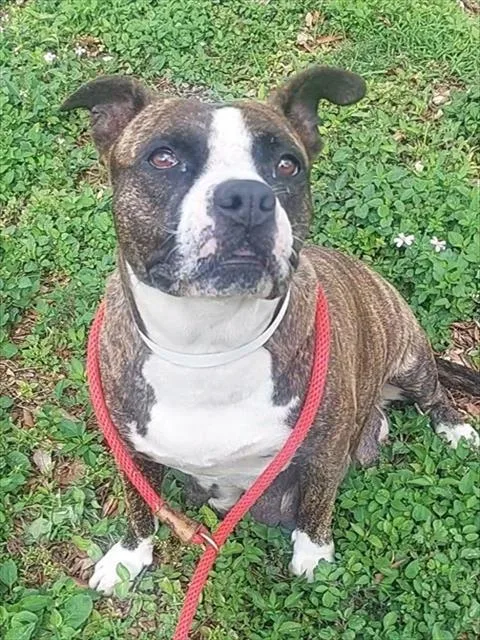 An adult large-sized female American Staffordshire Terrier dog named April for adoption in Fort Lauderdale, FL
