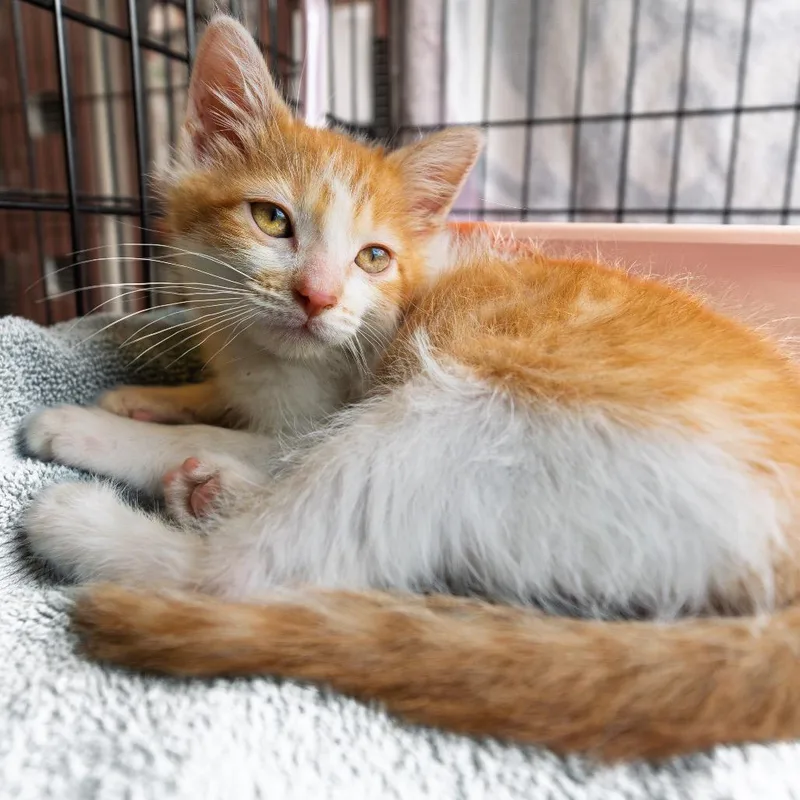 A baby small-sized male Orange / Red Domestic Short Hair cat named Vibes for adoption in South Elgin, IL
