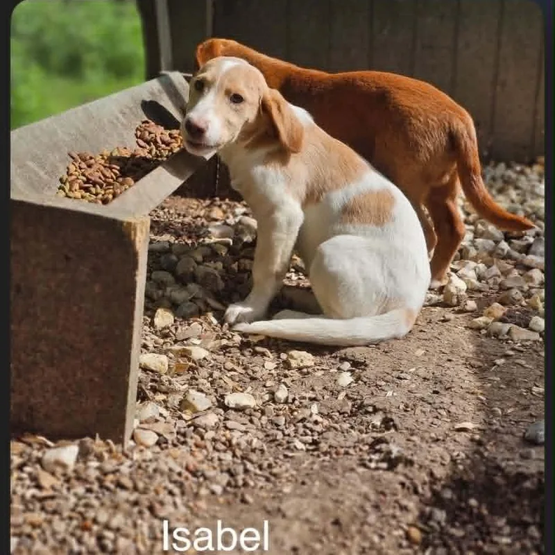 Isabel thumbnail 3