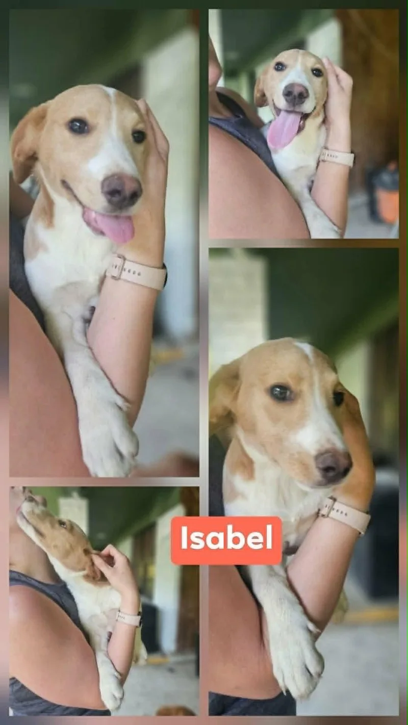 Isabel thumbnail 4