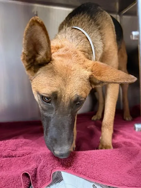 A young medium-sized female German Shepherd Dog dog named Nelly for adoption in Riverside, CA