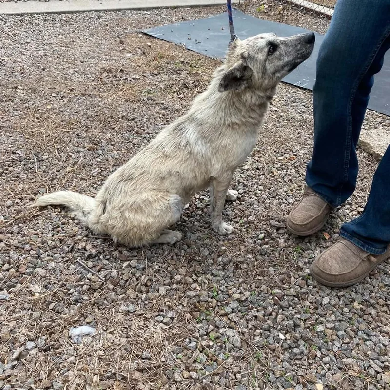 A young medium-sized female Brindle Mixed Breed dog named Patricia for adoption in Stilwell, OK