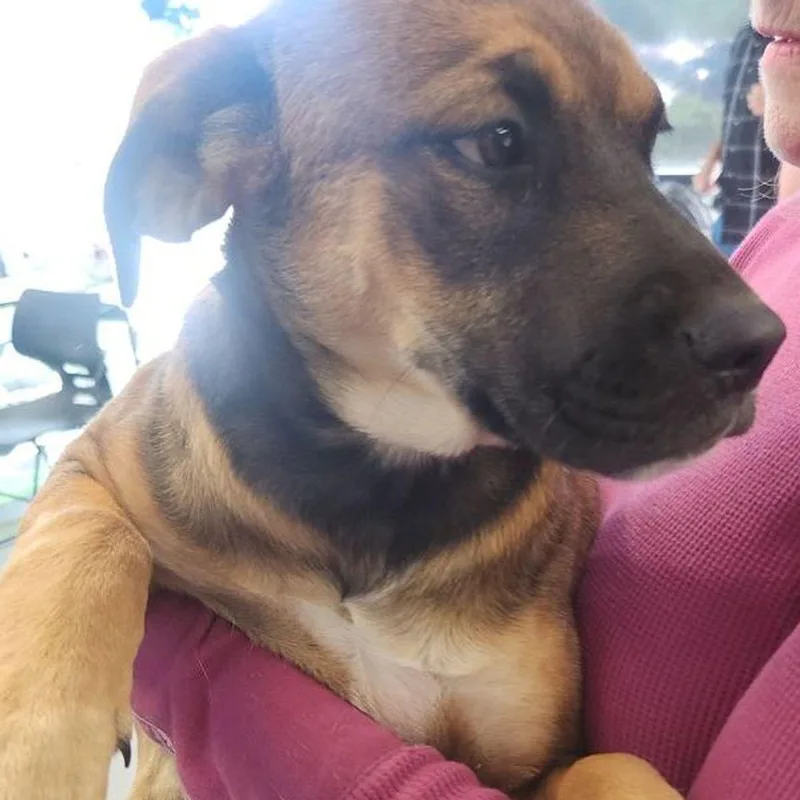 A young medium-sized female Shepherd dog named Bonnie for adoption in Kingman, AZ