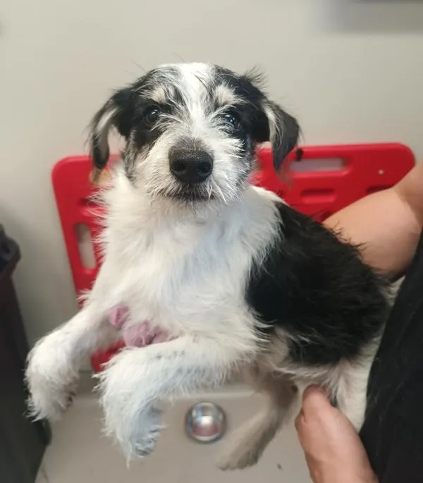A baby small-sized male Terrier dog named Toast for adoption in El Cajon, CA