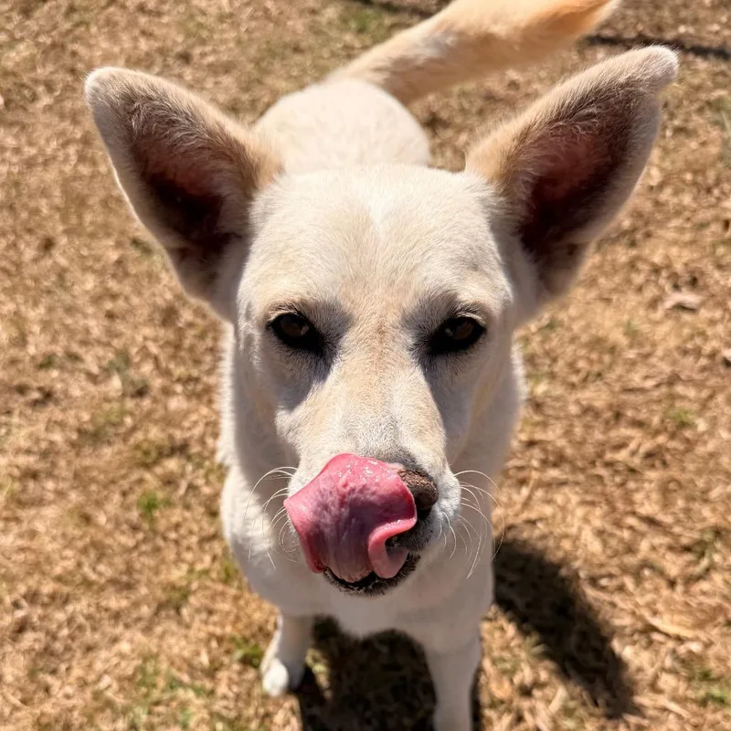 An adult medium-sized male White / Cream Shepherd dog named Logan for adoption in Santa Barbara, CA