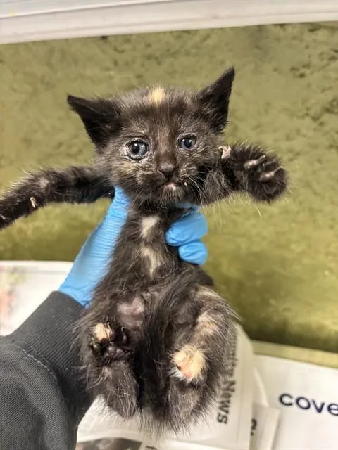 A baby small-sized female Domestic Short Hair cat named Judy for adoption in Riverside, CA