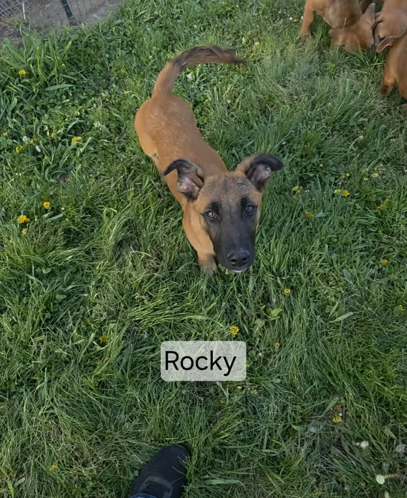 A young medium-sized male Brown / Chocolate German Shepherd Dog dog named Rocky for adoption in Union Grove, WI