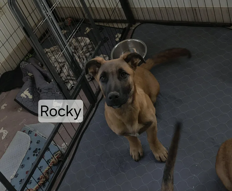 Rocky thumbnail 2