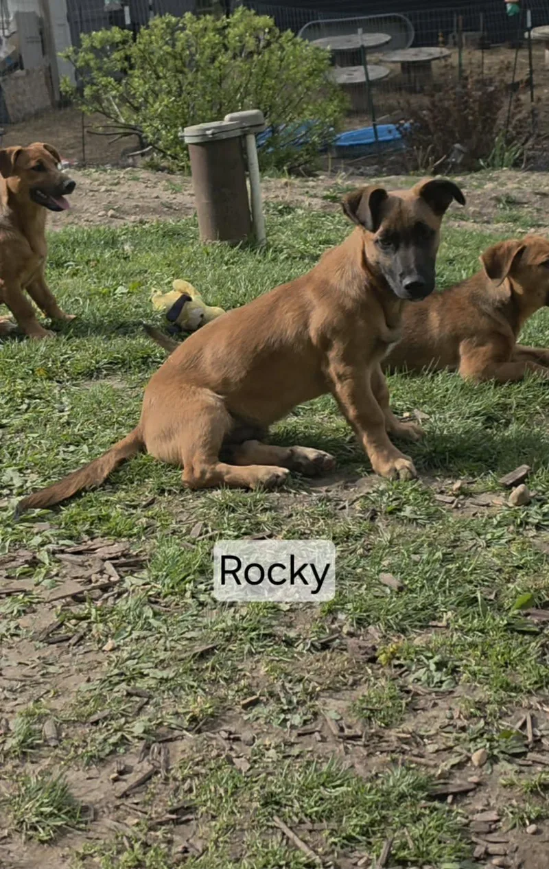 Rocky thumbnail 3