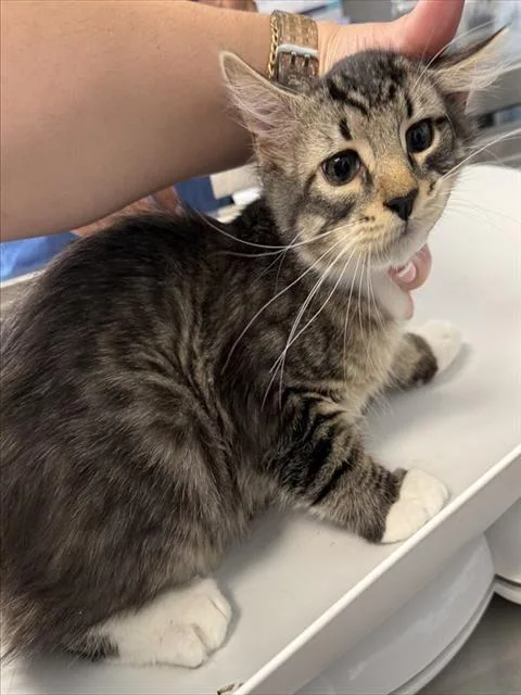 A young small-sized male Domestic Medium Hair cat named Yeti for adoption in Haw River, NC