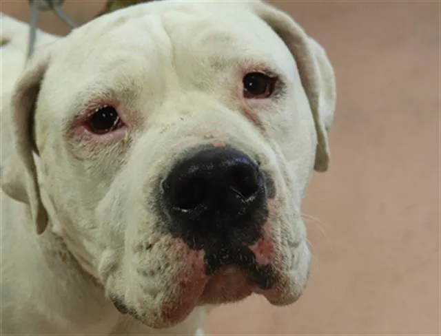 An adult large-sized female Mixed Breed dog named Leah for adoption in Columbia, SC