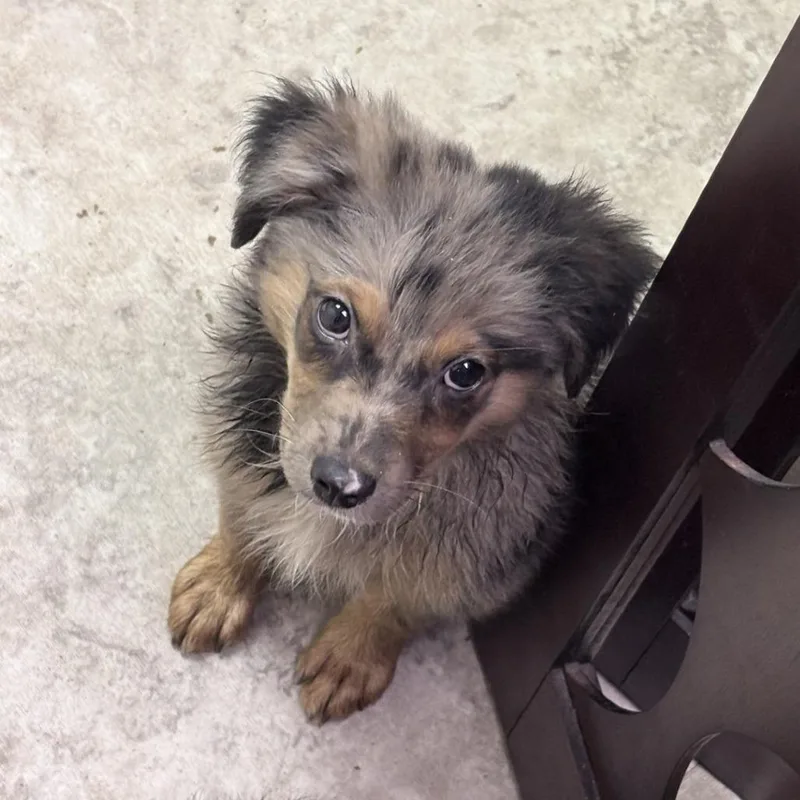 A baby small-sized male Gray / Blue / Silver Spitz dog named Linguini for adoption in Tyler, TX