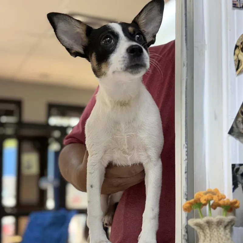 A baby small-sized female White / Cream Rat Terrier dog named MayMay for adoption in Tyler, TX