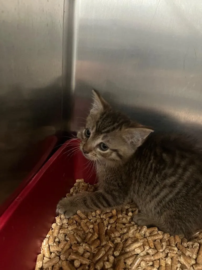 A baby large-sized male Domestic Short Hair cat named Buttermilk for adoption in Cartersville , GA