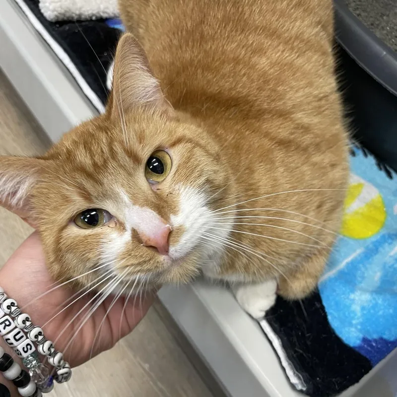 An adult medium-sized male Orange / Red Domestic Short Hair cat named Ray for adoption in Saint Charles, MO